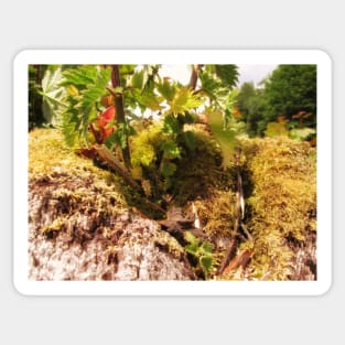 Pendle Fairy Garden Sticker